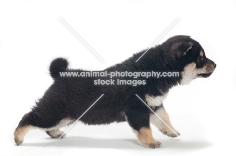 Shiba Inu puppy, black and tan colour, looking ahead