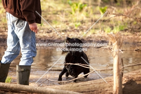 black labrador with man standing in stream