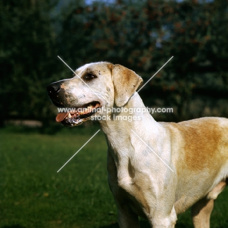 foxhound of vale of aylesbury hunt