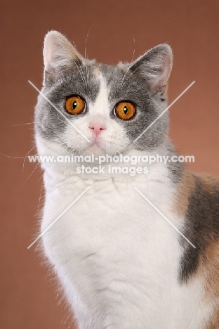 British Shorthair staring