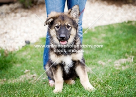 Mixed breed puppy sitting at owner's feet.