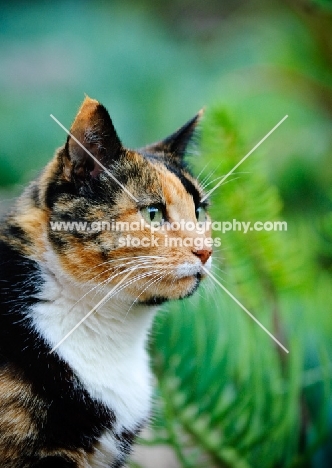 calico cat (tortoiseshell and white)