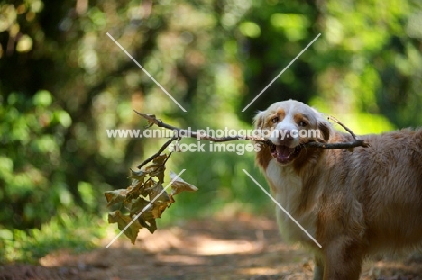 red merle australian shepherd holding a big stick in his mouth, forest background