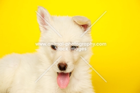 German Shepherd (aka Alsatian) puppy on a yellow background