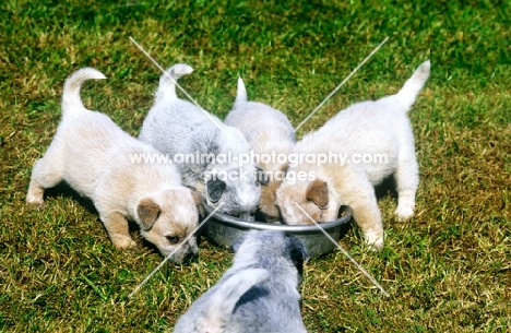 five puppies feeding at a bowl