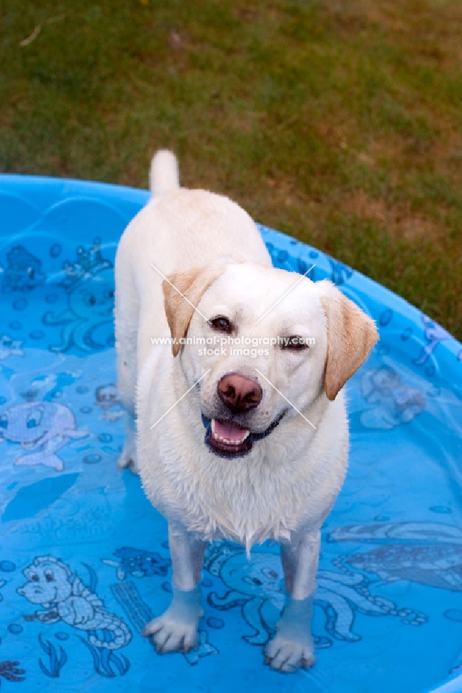 yellow labrador standing in pool