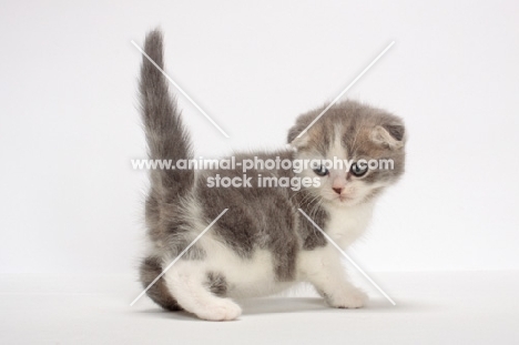 Blue Classic Tabby & White Scottish Fold kitten