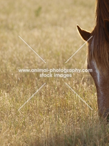 Suffolk Punch grazing