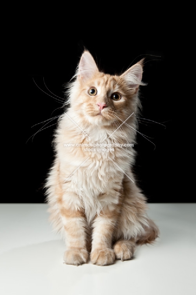 Maine Coon cat sitting, looking at camera