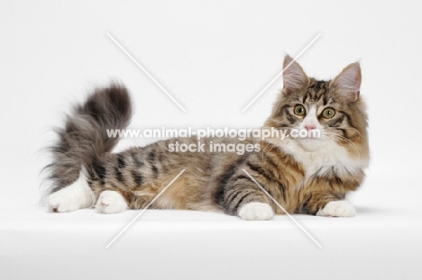 Norwegian Forest resting, Brown Mackerel Tabby & White