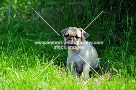 Retro Pug cross between pug and Parson Russell Terrier to improve breathing due to longer nose