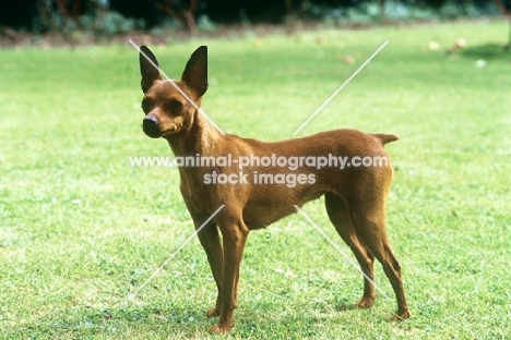 miniature pinscher standing on grass