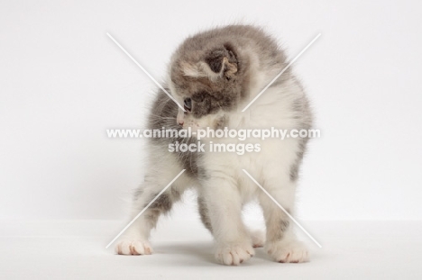 Blue Classic Tabby & White Scottish Fold kitten, looking aside