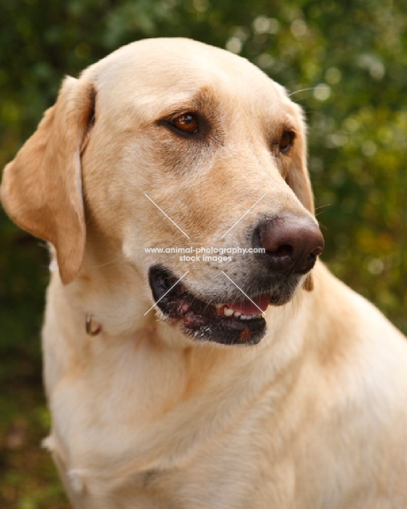 Labrador portrait