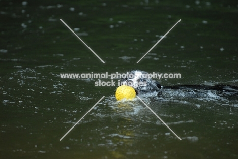 Australian shepherd retrieving ball from water