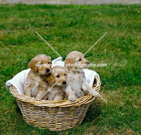 golden retriever puppies sitting in basket