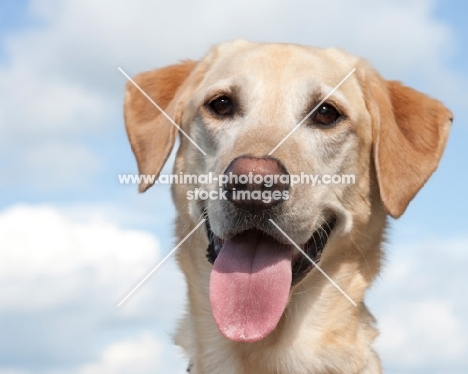 Labrador portrait