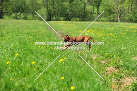 Boxer juumping and running in field