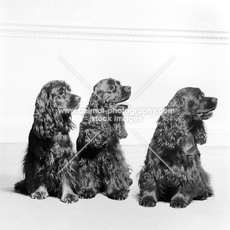 three american cocker spaniels 