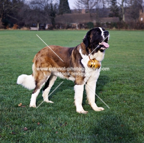 saint bernard standing with cask on neck