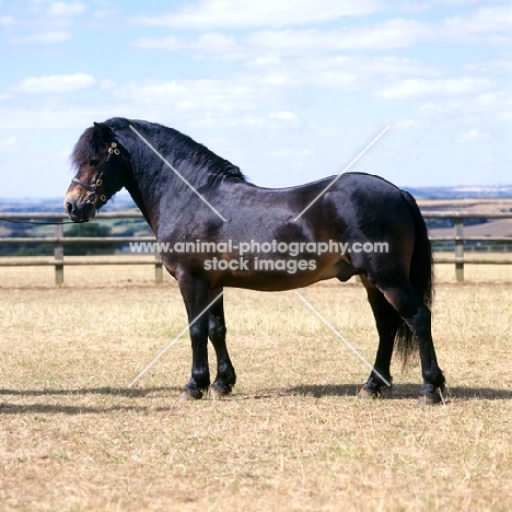 Exmoor pony stallion