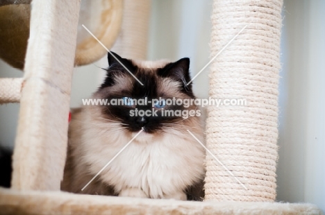 Ragdoll cat at home