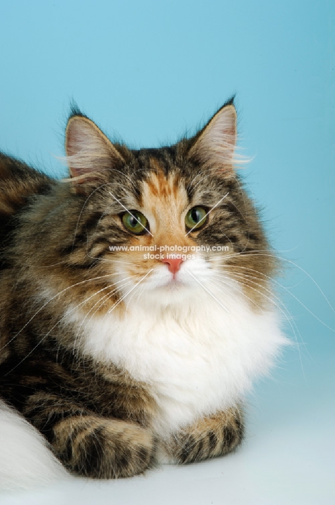 brown tortie and white norwegian forest cat, portrait