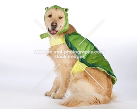 golden retriever dressed up as a turtle