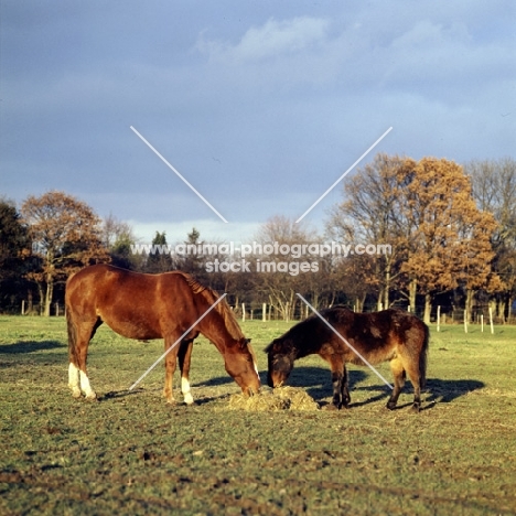 horse and pony eating hay in winter