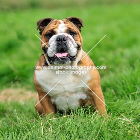 Bulldog