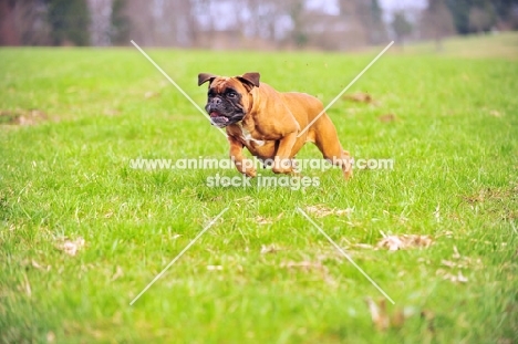 Deutscher Boxer in full speed