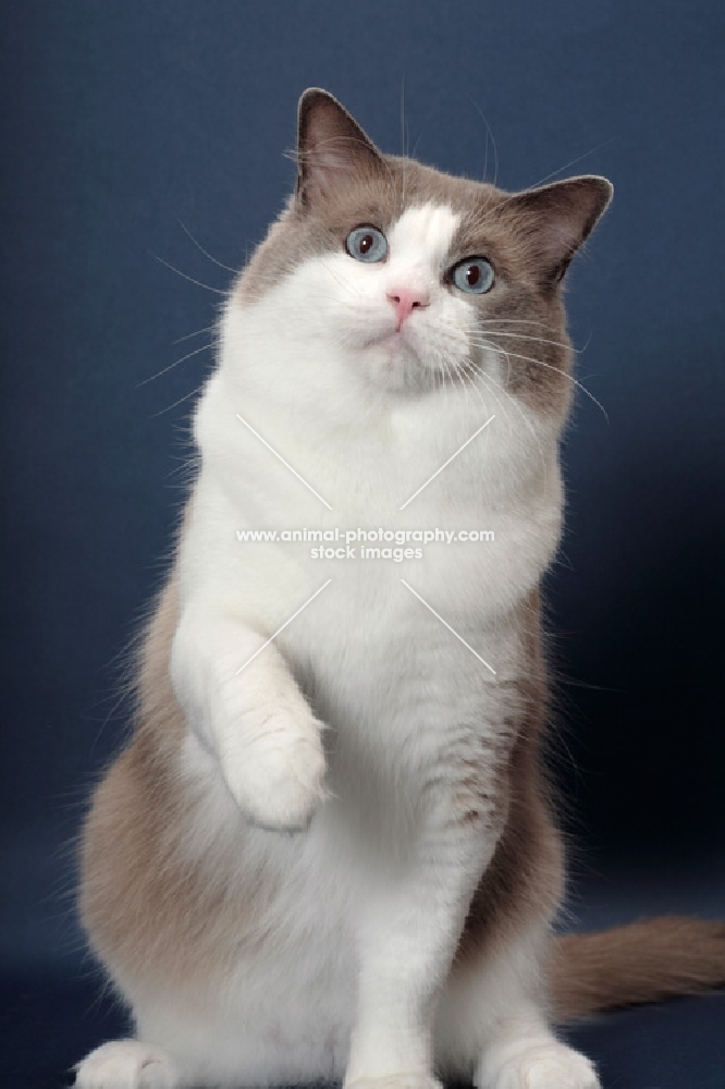 Blue Point Bi-Color Ragdoll