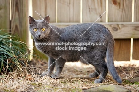 grey cat standing in front of fence