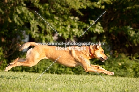 Side view of Anatolian shepherd mix running, all feet off the ground