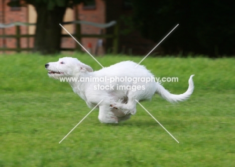 Terrier crossbreed running