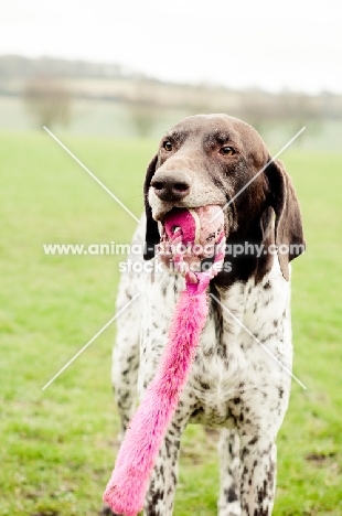 German Shorthaired Pointer with ball toy