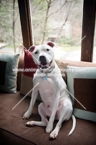 white pit bull boxer mix smiling on couch