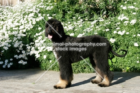 5 month old Afghan Hound