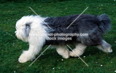 galumphing tails i win for tailormade (ahab), undocked old english sheepdog trotting along