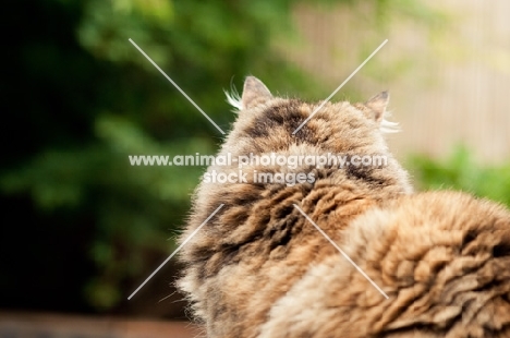 non pedigree cat, back view