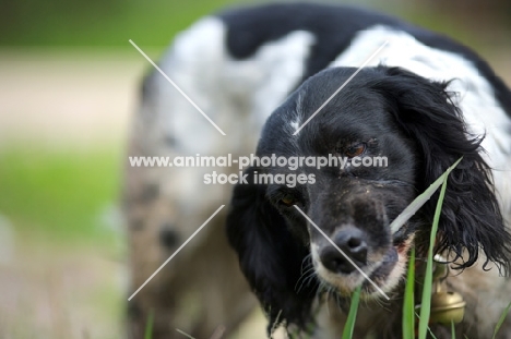 English Springer Spaniel eating some grass