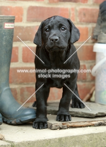 black Labrador puppy