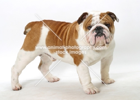 English Bulldog standing on white background