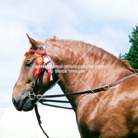 suffolk punch horse head study with rosettes