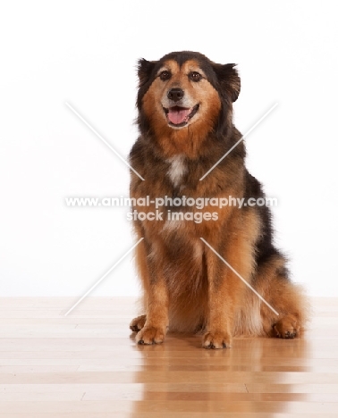 Australian Shepherd x Shetland Sheepdog