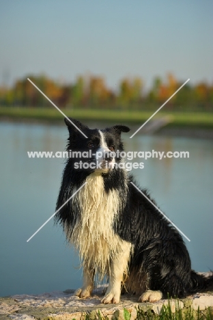 wet black and white border sitting in front of a lake