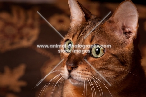 Bengal portrait