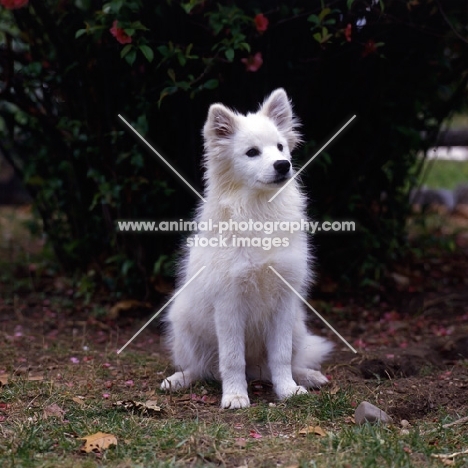 american eskimo dog sitting