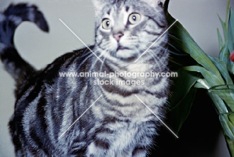 tabby shorthair cat indoors