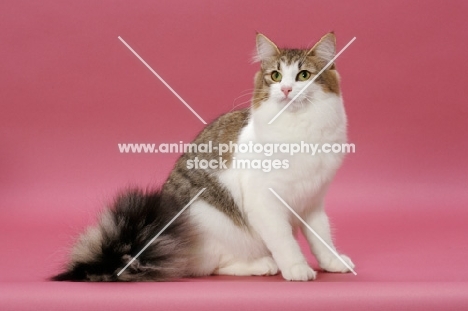 Brown Mackerel Tabby & White Norwegian Forest cat